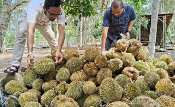 Berburu Durian di Buloh Aceh, Simak Rute dan Harganya